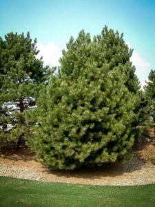 Сосна Чёрная (Pinus Nigra) купить по цене от 270.00р. в интернет-магазине «Посадика» с доставкой почтой в в Куровскоее и по всей России – [изображение №1].