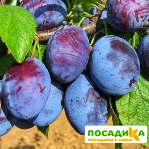 Слива Чачакская ранняя купить по цене от 229.00р. в интернет-магазине «Посадика» с доставкой почтой в в Куровскоее и по всей России – [изображение №1].