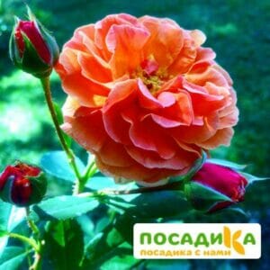 Роза Арабия купить по цене от 350.00р. в интернет-магазине «Посадика» с доставкой почтой в в Куровскоее и по всей России – [изображение №1].