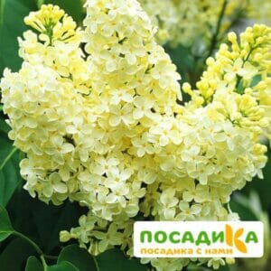 Сирень Примроуз (Primrose) купить по цене от 529.00р. в интернет-магазине «Посадика» с доставкой почтой в в Куровскоее и по всей России – [изображение №1].