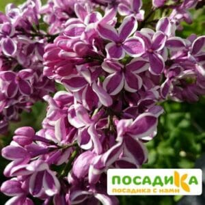 Сирень Сенсация купить по цене от 529.00р. в интернет-магазине «Посадика» с доставкой почтой в в Куровскоее и по всей России – [изображение №1].