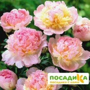 Пион Распберри Сандей (Paeonia Raspberry Sundae) купить по цене от 959р. в интернет-магазине «Посадика» с доставкой почтой в в Куровскоее и по всей России – [изображение №1].