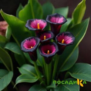 Калла Аура Лейс купить по цене от 400р. в интернет-магазине «Посадика» с доставкой почтой в в Куровскоее и по всей России – [изображение №1].