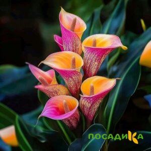 Калла Оникс купить по цене от 450р. в интернет-магазине «Посадика» с доставкой почтой в в Куровскоее и по всей России – [изображение №1].