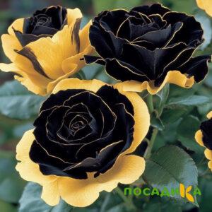 Роза Ханни Сикл купить по цене от 700р. в интернет-магазине «Посадика» с доставкой почтой в в Куровскоее и по всей России – [изображение №1].