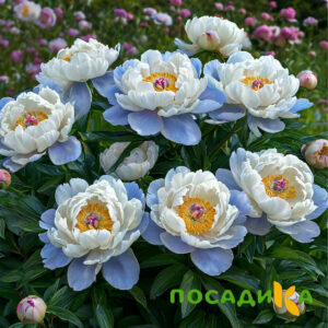 Пион акварельный Этюд купить по цене от 806р. в интернет-магазине «Посадика» с доставкой почтой в в Куровскоее и по всей России – [изображение №1].