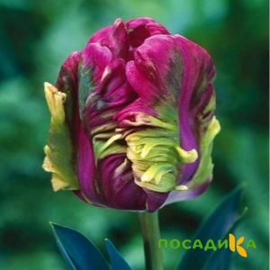 Тюльпан Экзотик Хэвен купить по цене от 186р. в интернет-магазине «Посадика» с доставкой почтой в в Куровскоее и по всей России – [изображение №1].